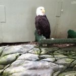 Why Cruise to Alaska with Kids - get up close to animals you might not be able to see at home